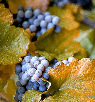 Concord grape