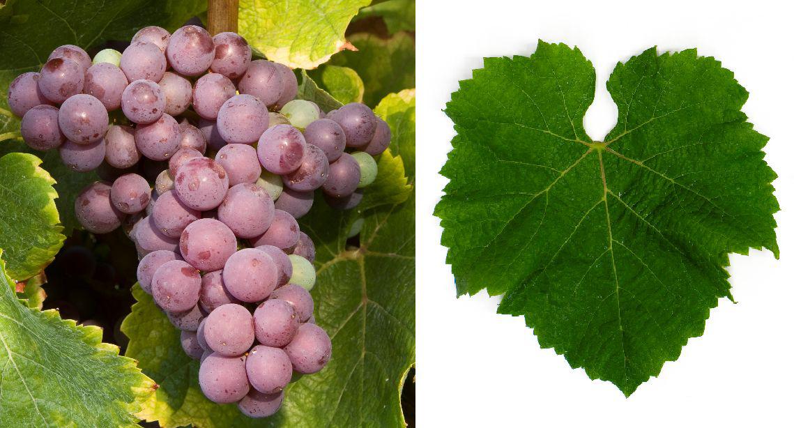 Flora (grape)