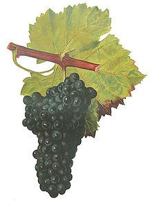 Grolleau (grape)