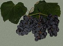 Isabella (grape)