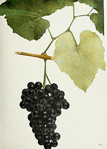 Jaén tinto (grape)