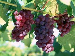 Madrasa (grape)