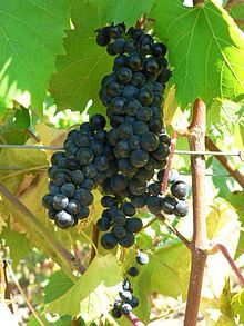 Marechal Foch (grape)