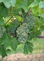 Marechal Joffre (grape)