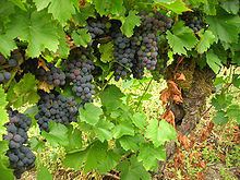 Mencía (grape)