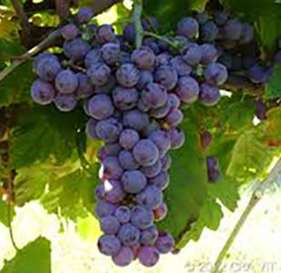 Molinara (grape)