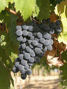 Montepulciano (grape)