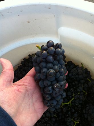 Pinot Noir Précoce