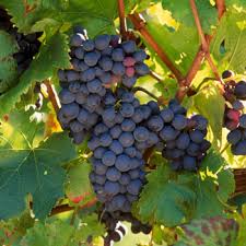 Pinotage