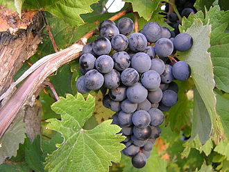 Refosco