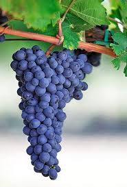 Refosco dal Peduncolo Rosso