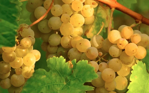 Roussanne