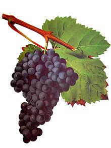 Tannat