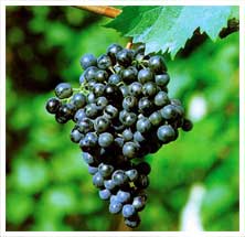 Terrano (grape)