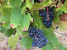 Trousseau (grape)